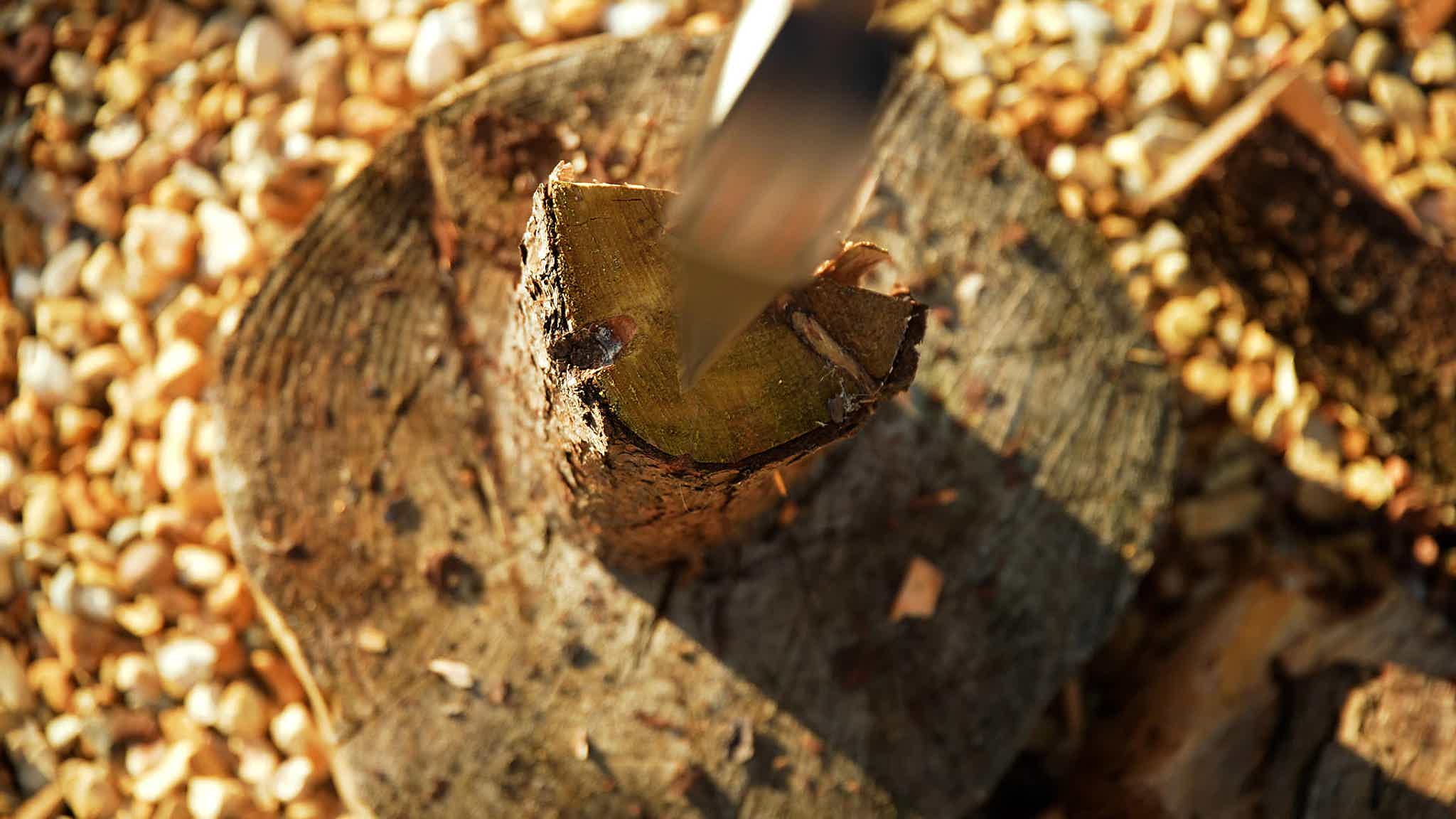 A hatchet splitting a piece of wood on a tree trunk.