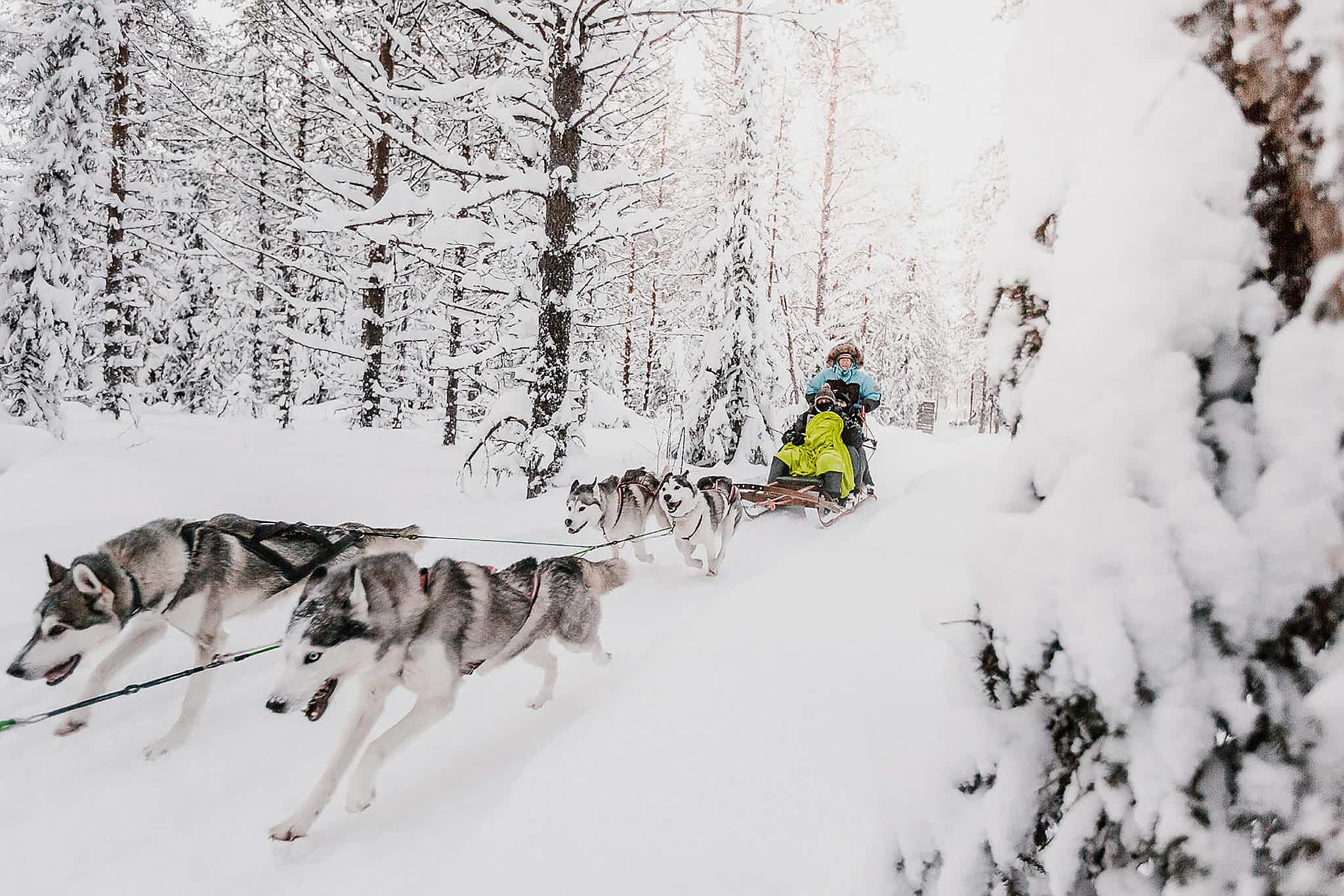 Two people in winter jackets on a dog sleigh lead huskies through a snowy forest with tall, snow-covered trees.